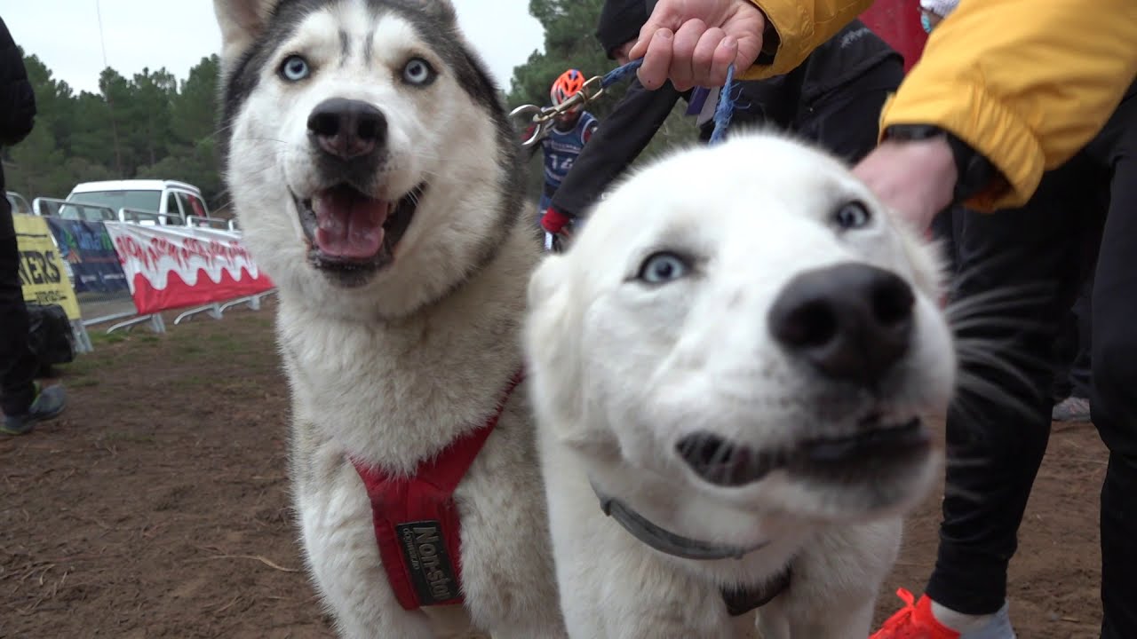 CAMPEONATO DE ESPAÑA DE MUSHING 2020/21 ÓLVEGA