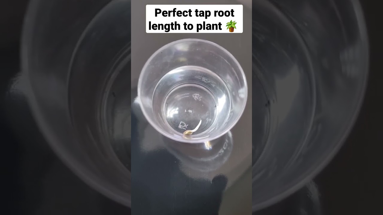 I germinated some seeds by soaking them in water. #seeds #germinatingseeds #germination #thegrobro
