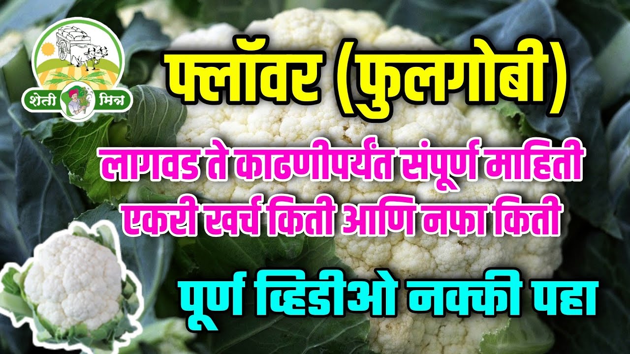 फ्लॉवर (फुलगोबी) लागवड ते काढणीपर्यंत संपूर्ण मार्गदर्शन | cauliflower Crop full information