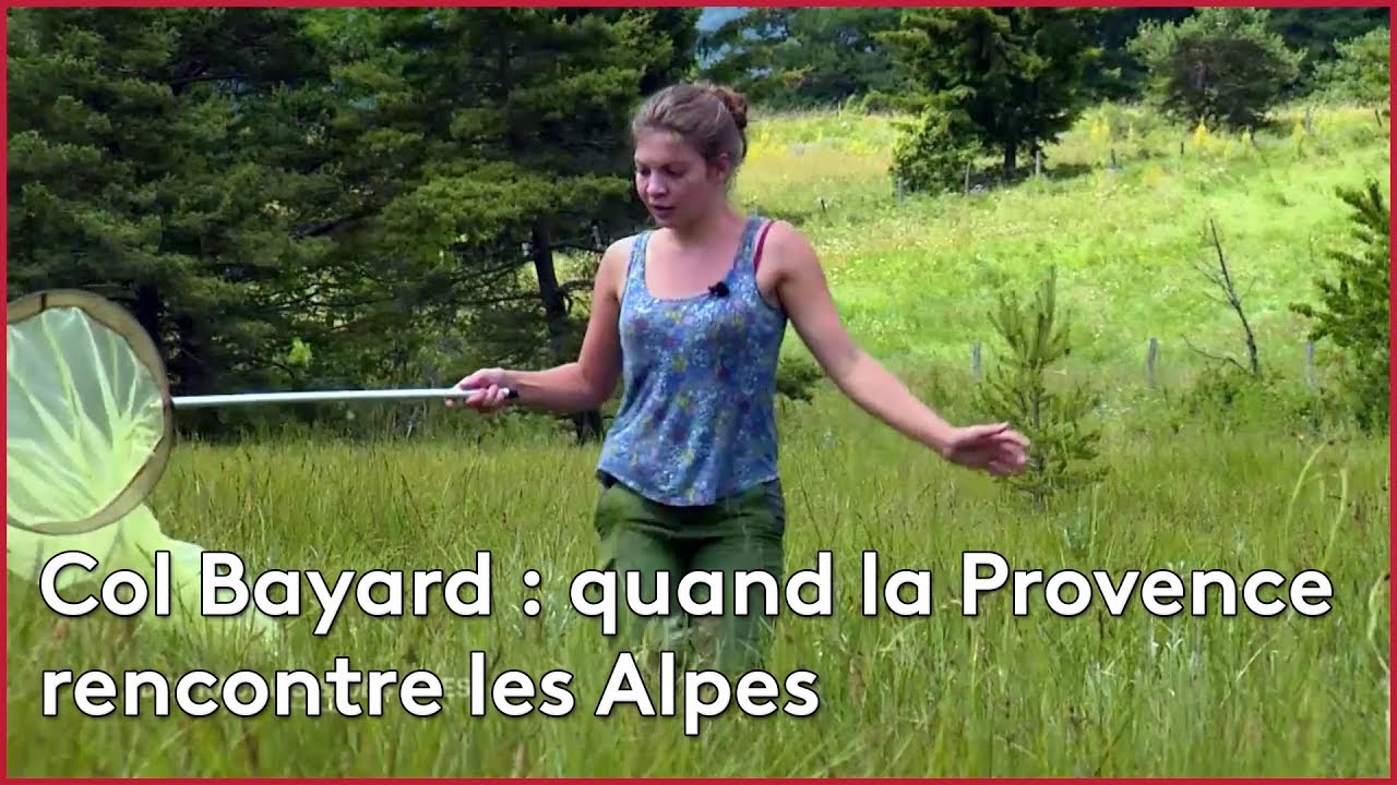 Col Bayard, quand la Provence rencontre les Alpes