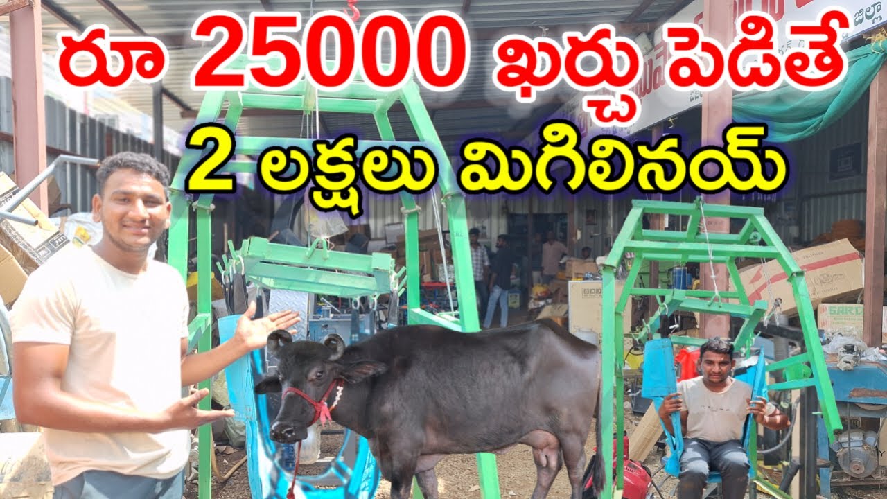 Travis & cow lifting stand for dairy farm @MalleshAdla