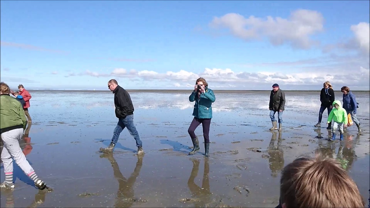 Waddenexcursie 'wadpieren en andere dieren' 