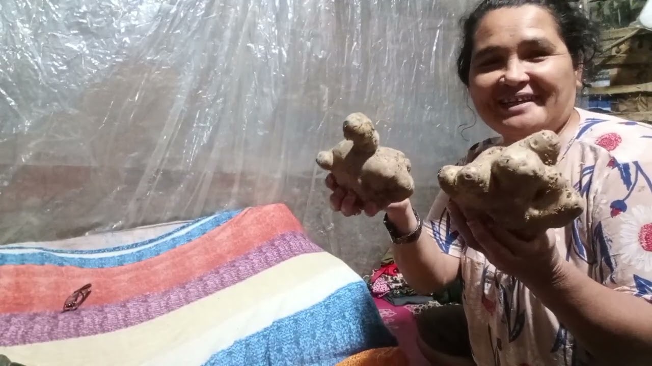 Ternyata buwah ini bisa disayur  enak tak...