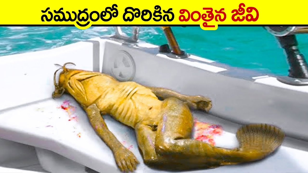 🔵 వింతైన జీవి | Real Life Mermaid Sightings From History | deep sea creatures | the little mermaid