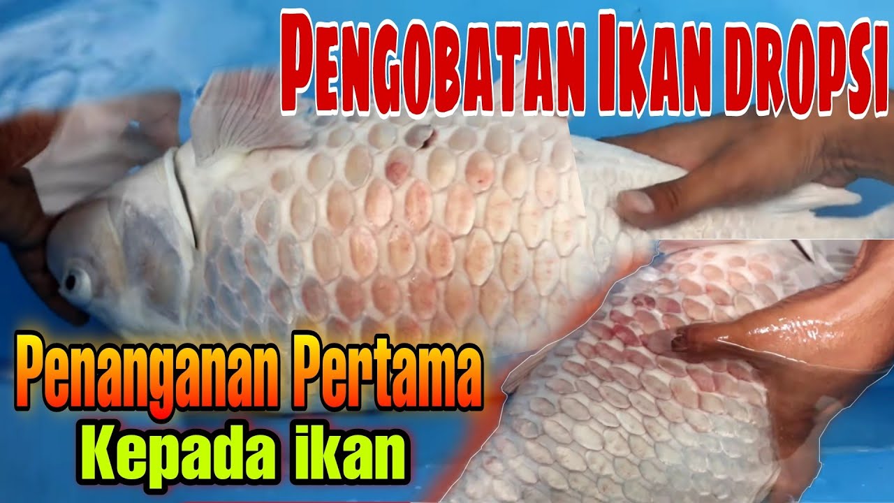 PARAH DI PENCET KELUAR CAIRAN PUTIH - IKAN KOI DROPSI,DAN CARA MENANGANINYA
