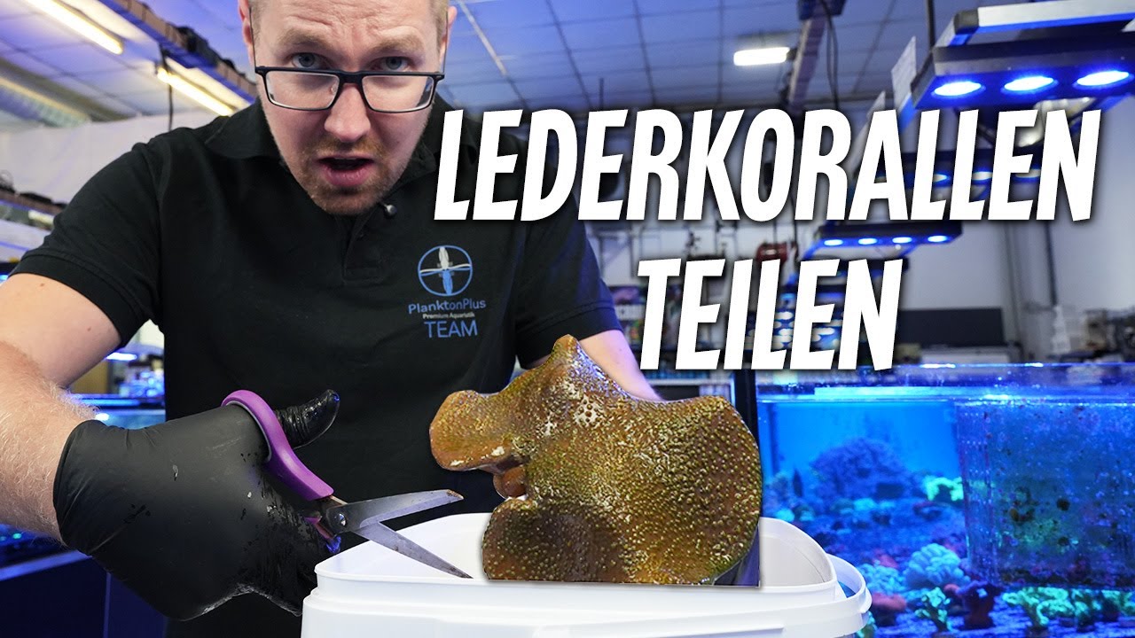 Wie teile ich eine LEDERKORALLE? - PlanktonPlus Aquaristik