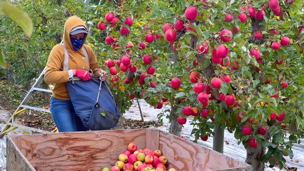 Cosechando a $32 La Pink Lady de Washington La Ultima de 2025 🍎