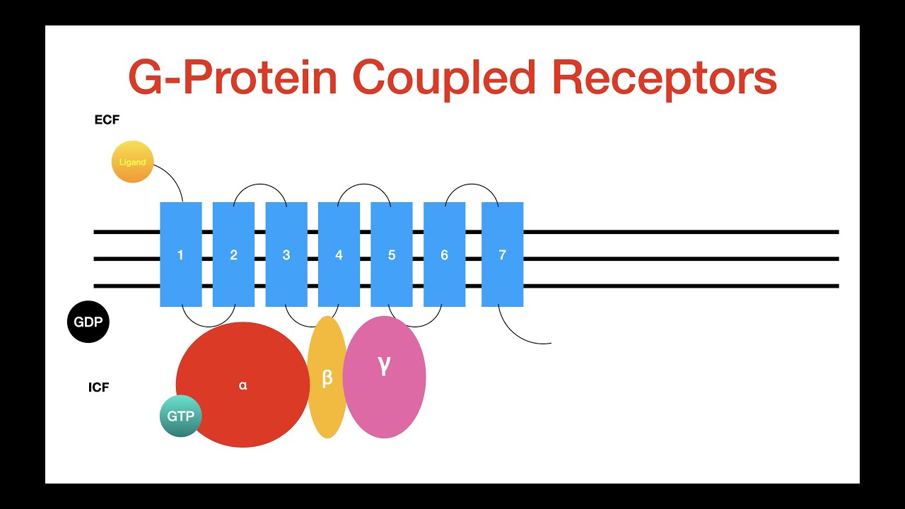 G-Protein Coupled Receptors