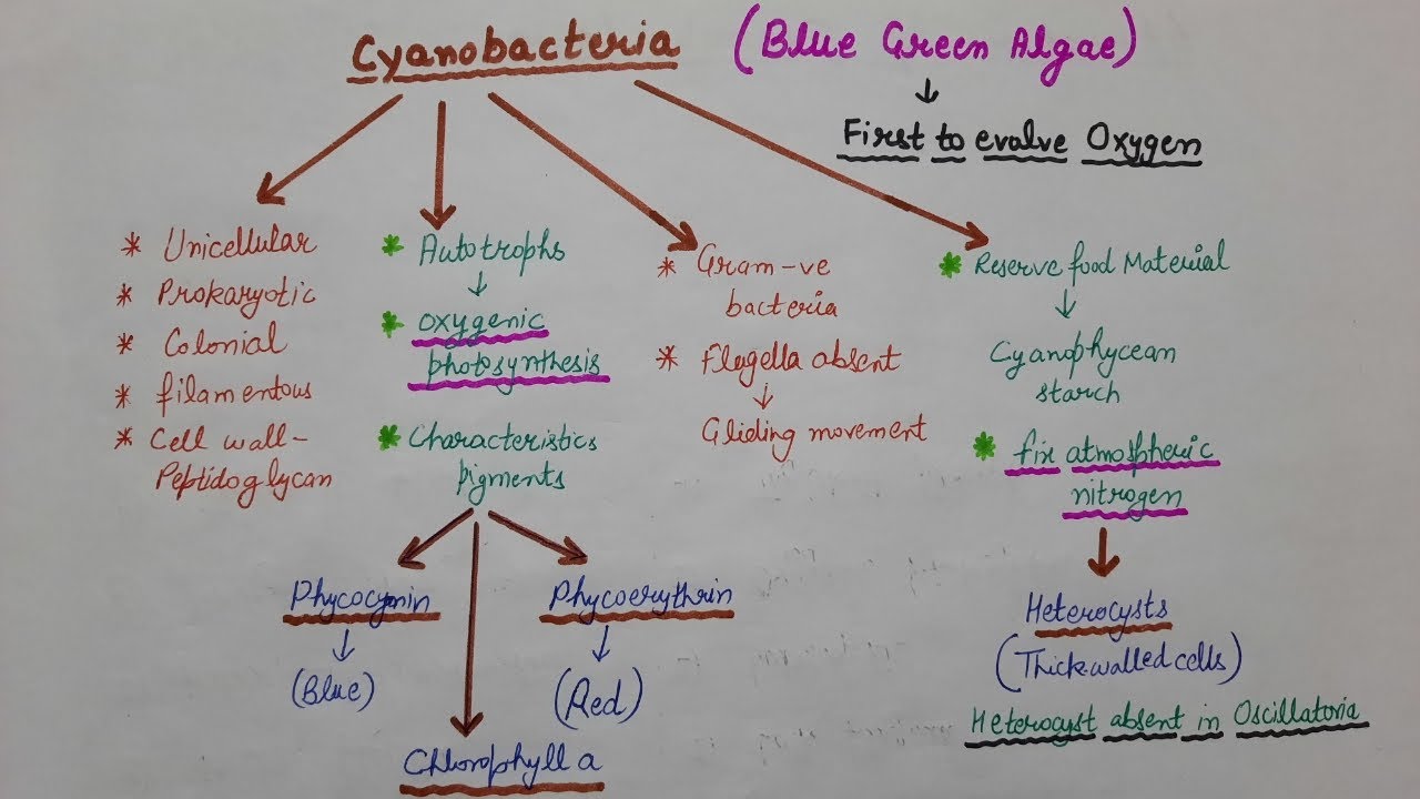 ##Kingdom- Monera##Cyanobacteria##Structure of Cyanobacteria#characteristic features##
