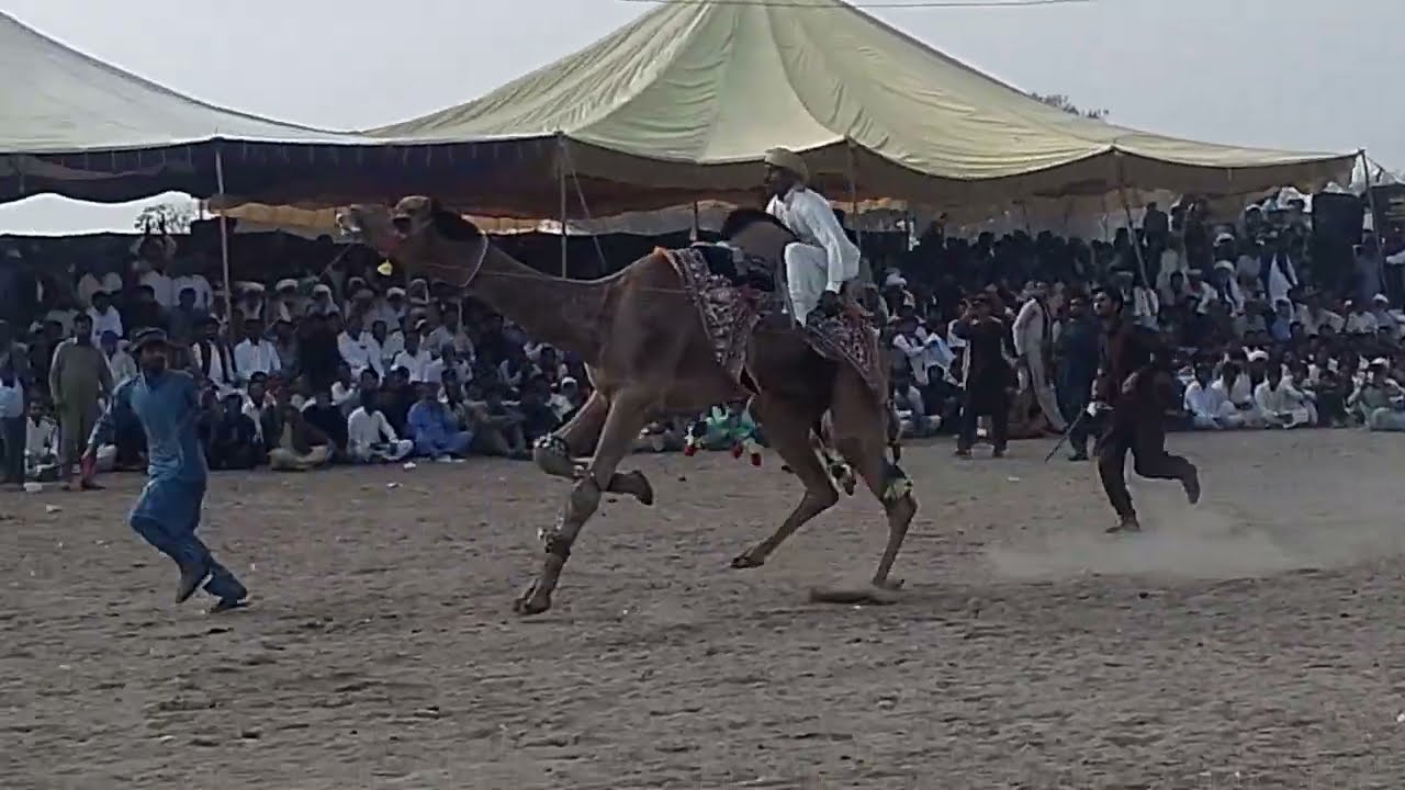Camel dance mela vedio|Mela Anyat sha camel Dance 