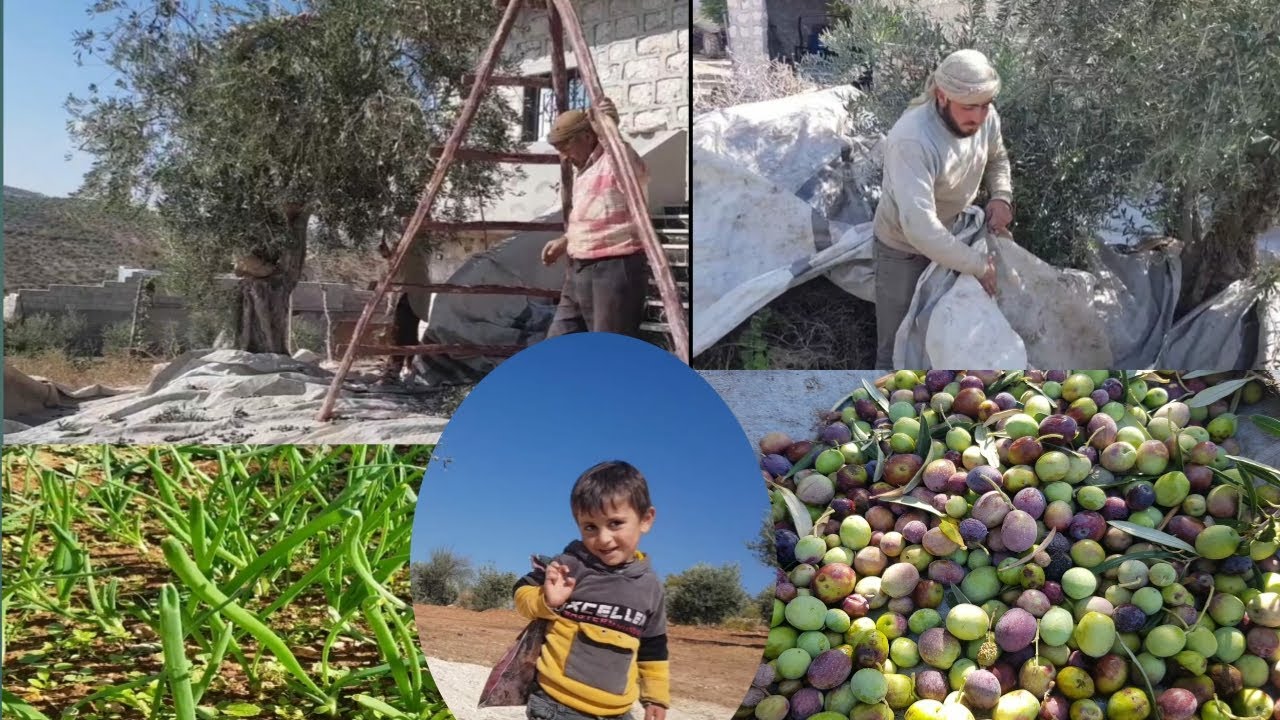 حوشنا زيتون قدام البيت شوفو الفيديو للااخير