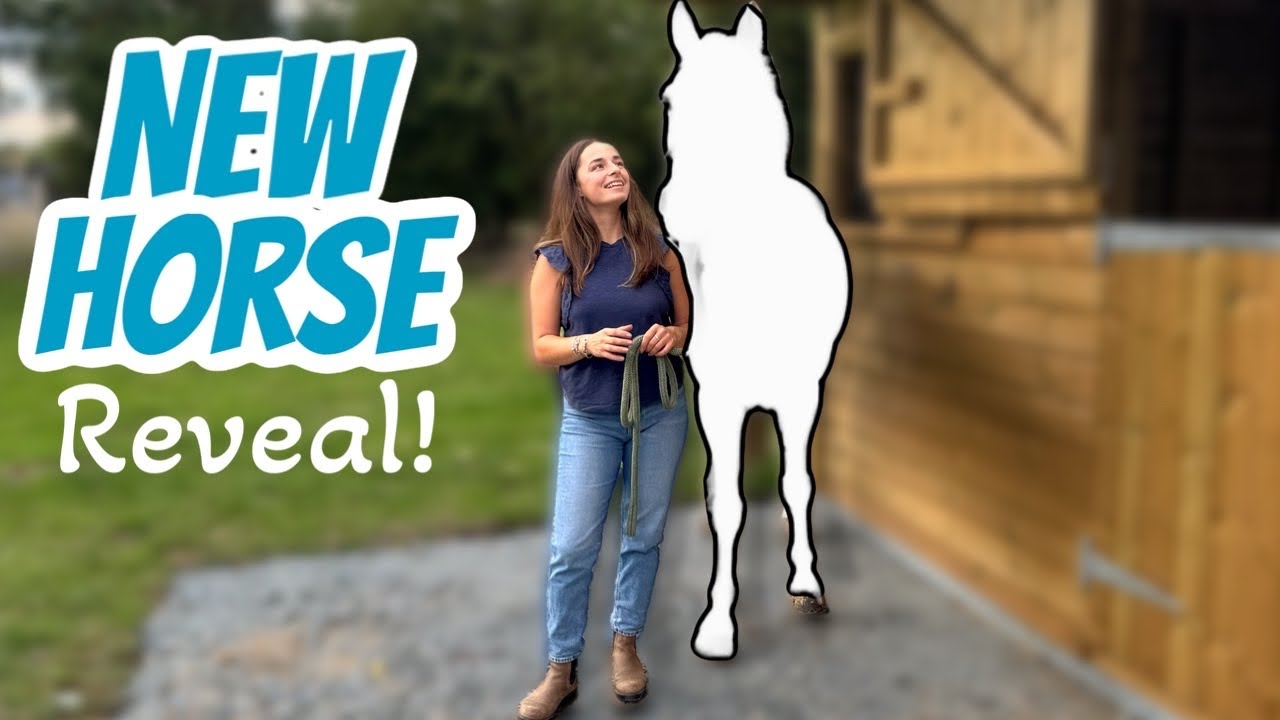 MEET MY NEW HORSE 