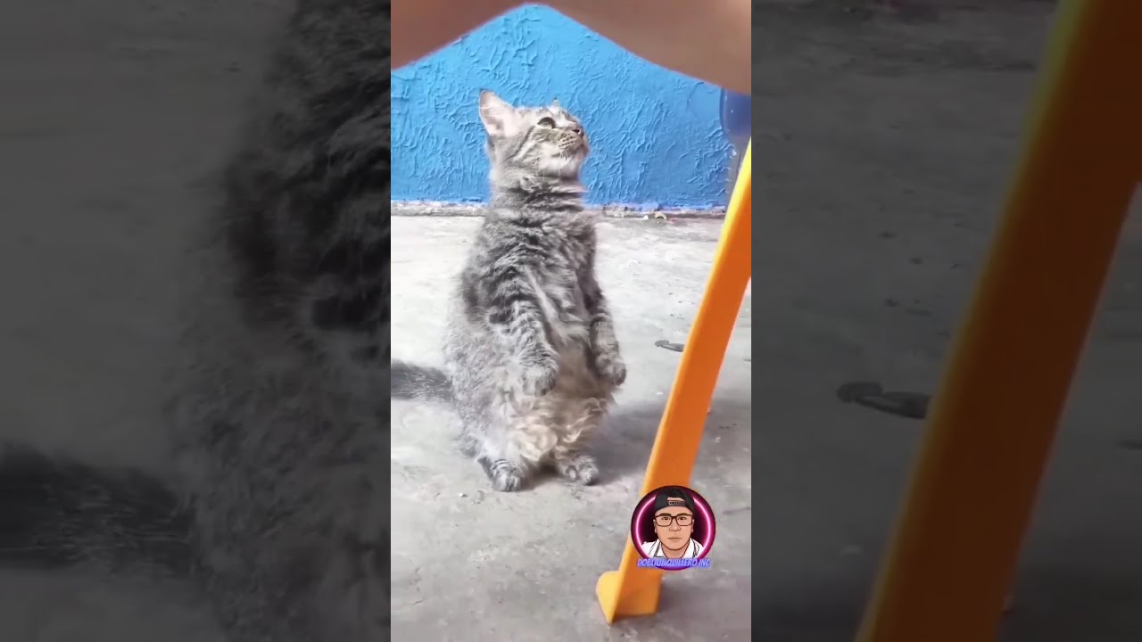 RECOPILACION DE DOBLAJES GRACIOSOS