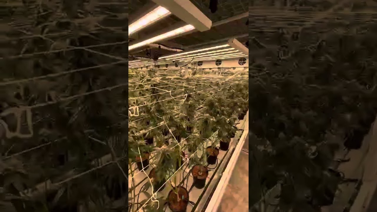 Week 4 of the cannabis flowering stage in Thailnd market #led #ledgrowlights   #cannabisthailand