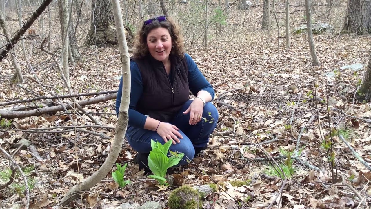 False Hellebore -- A Spring Ephemeral