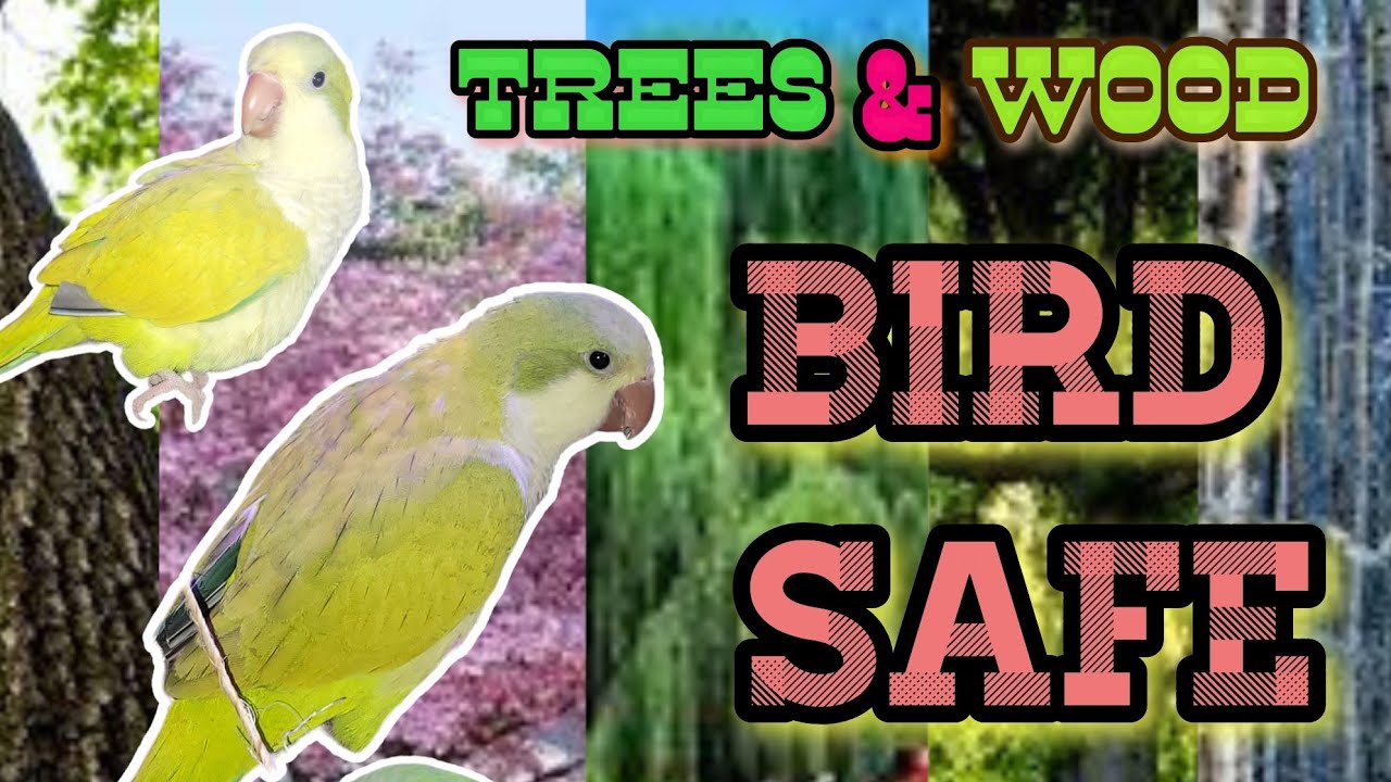 Bird Safe Trees And Wood