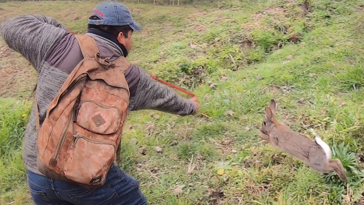 Cacer&iacute;a de Conejos Con Resortera , Beagles y Galgos 2021