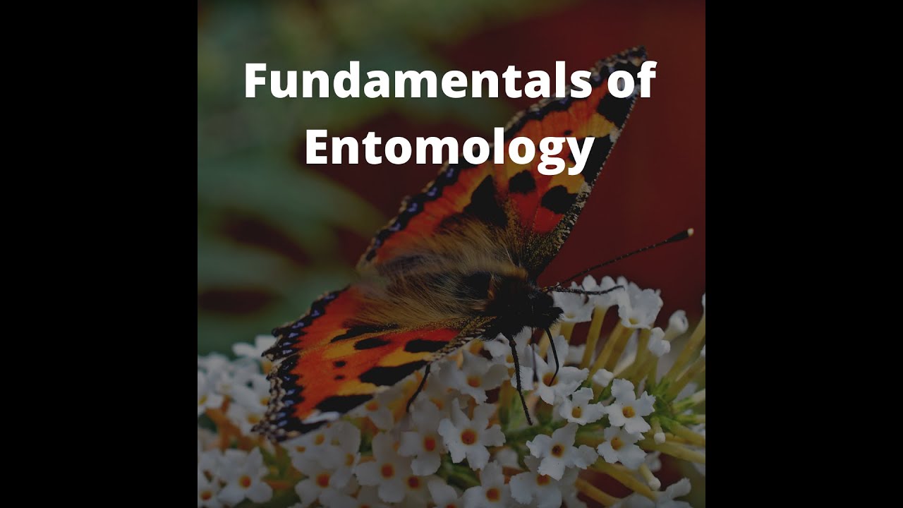 Insect Order: Classification of Hymenoptera