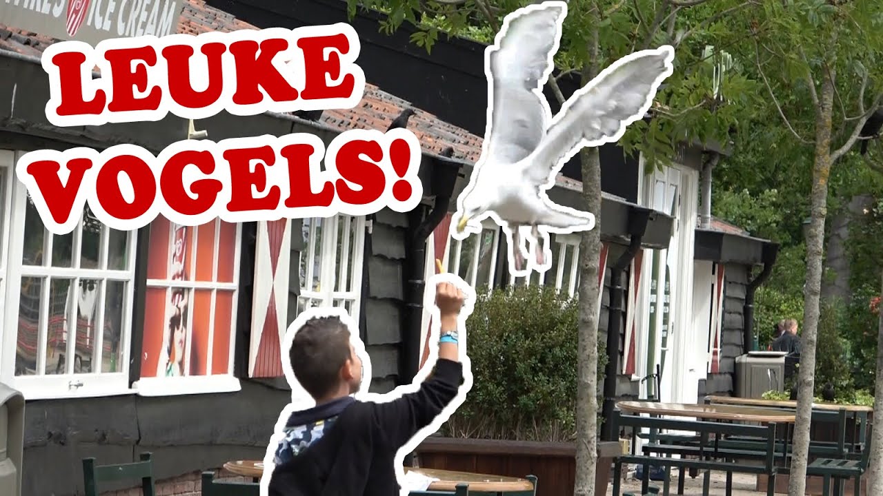 VOGELS VALLEN AAN!?! KOETLIFE VLOG