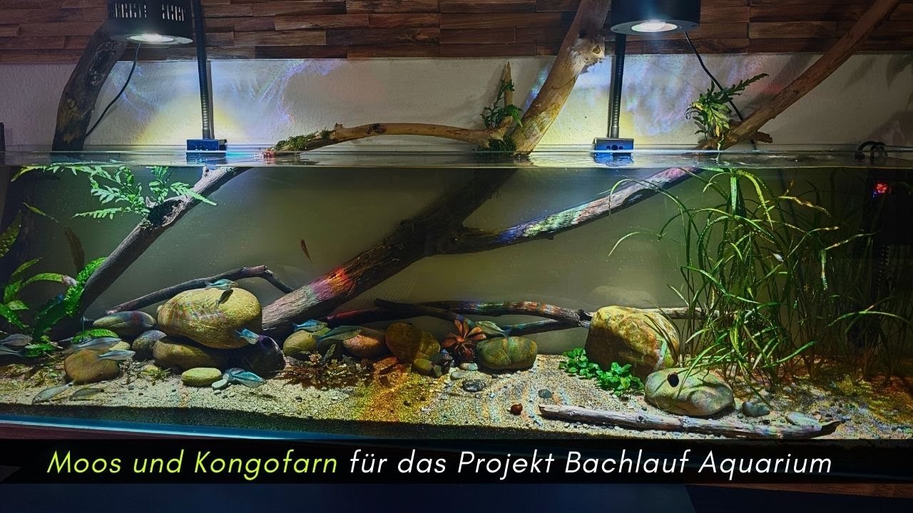 Projekt Bachlauf Aquarium:  Moos und Kongofarn ziehen ein #aquaristik