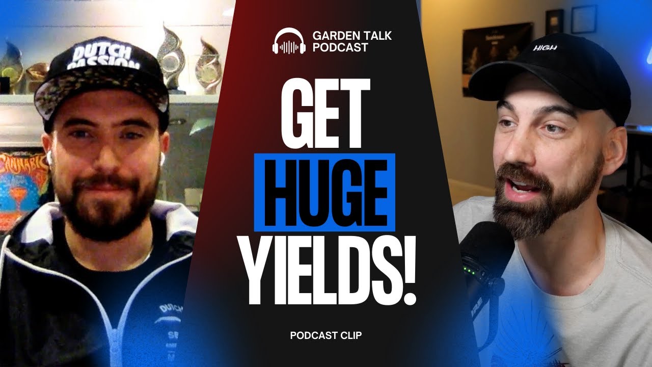 Best Strains to Grow for Big Yields in Hot & Humid Environments!