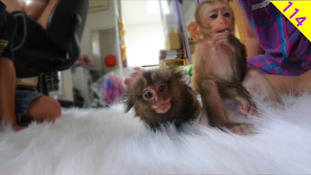 🐵Monkey Baby Bop Massage for Monkey Smallest in the world..so adorable!