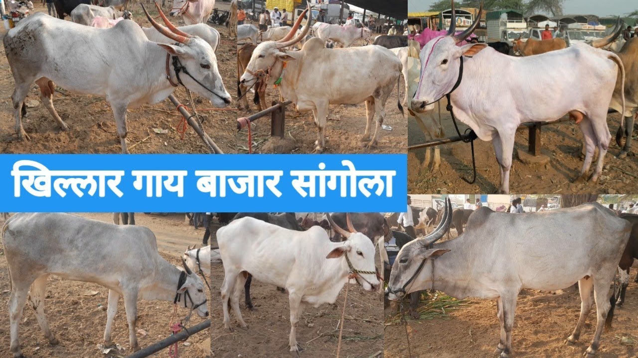 सांगोला खिल्लार गाय बाजार | Sangola Khillar Cow Market