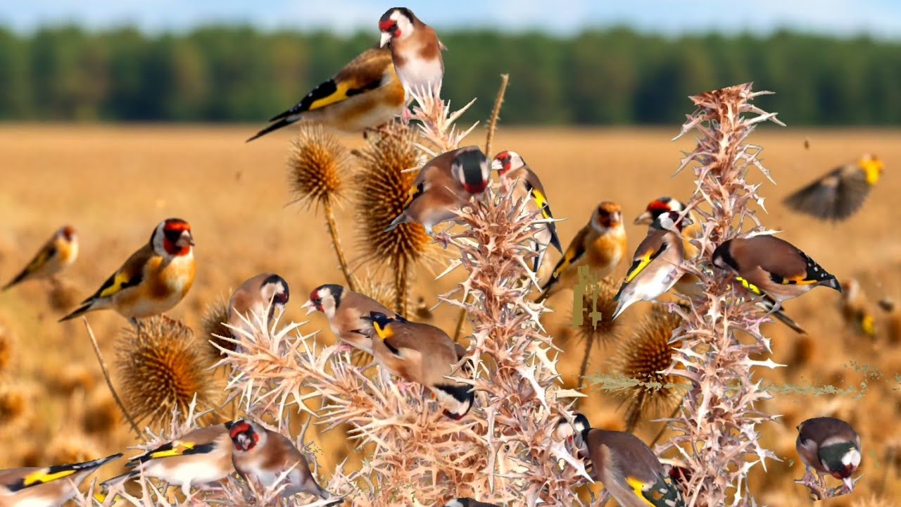 بتبتة الحسون تحفيز الحسون على التغريد والهيجان علاج صمت الحسون goldfinch stimulation #birds 