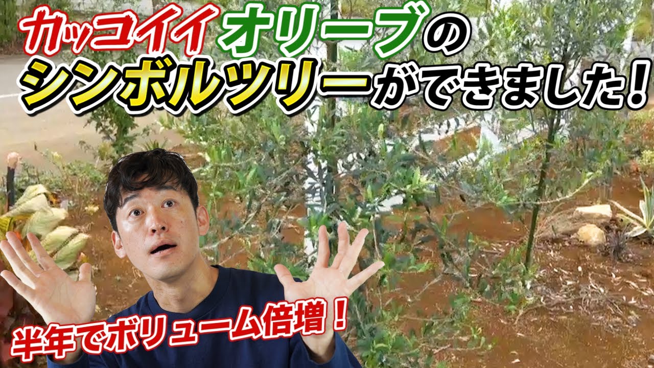 オリーブのひょろ苗が半年でボリューム倍増しました！【ビフォアアフター】
