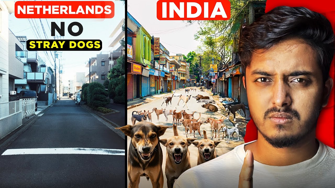 This is the Solution of India's Stray Dog Problem
