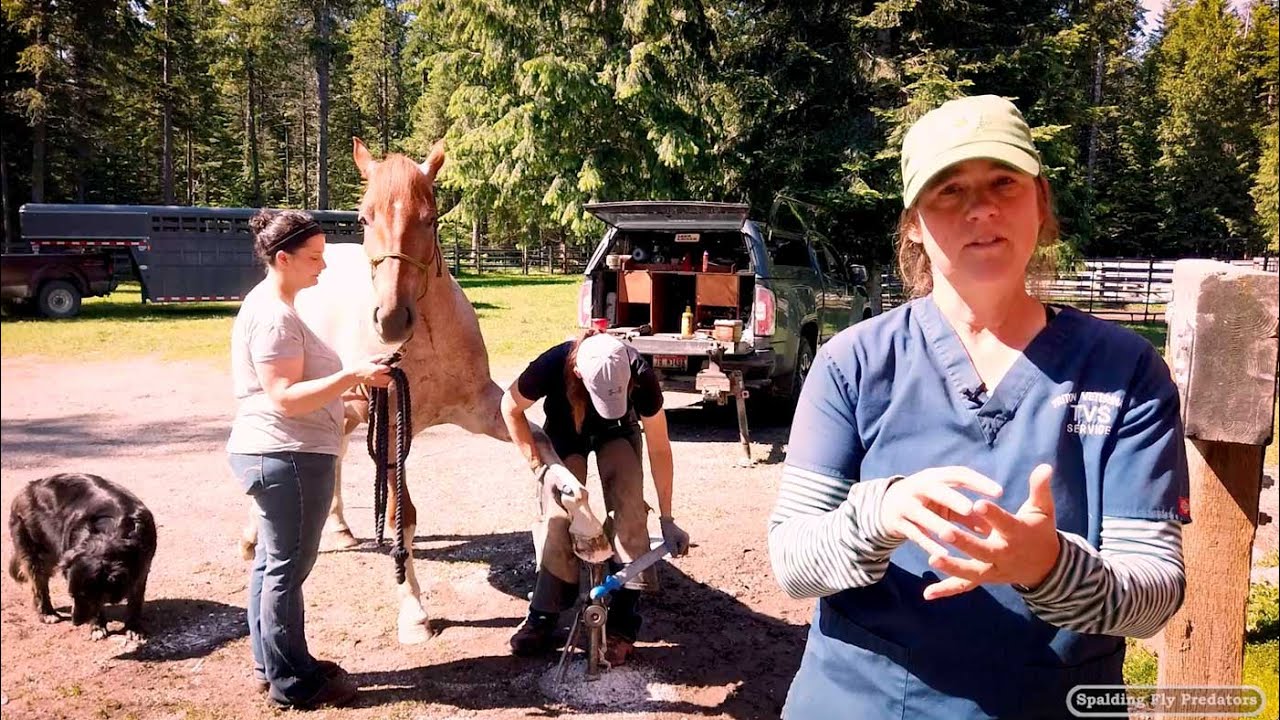 Be Prepared For Your Farrier, Keep Them, Yourself, & Your Horses Safe With Equine Vet Jenni Grimmett