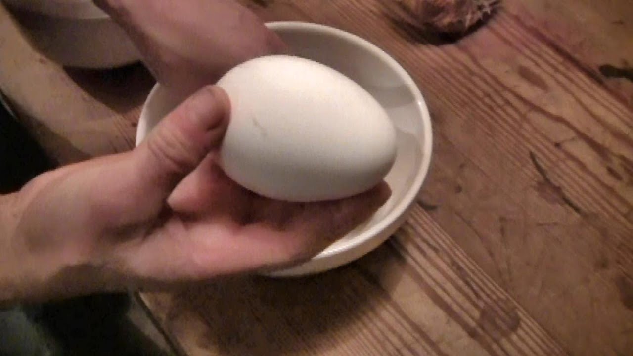 Can You Eat Goose Eggs? -- Are You Kidding!  Delicious Grilled Omelette Recipe.