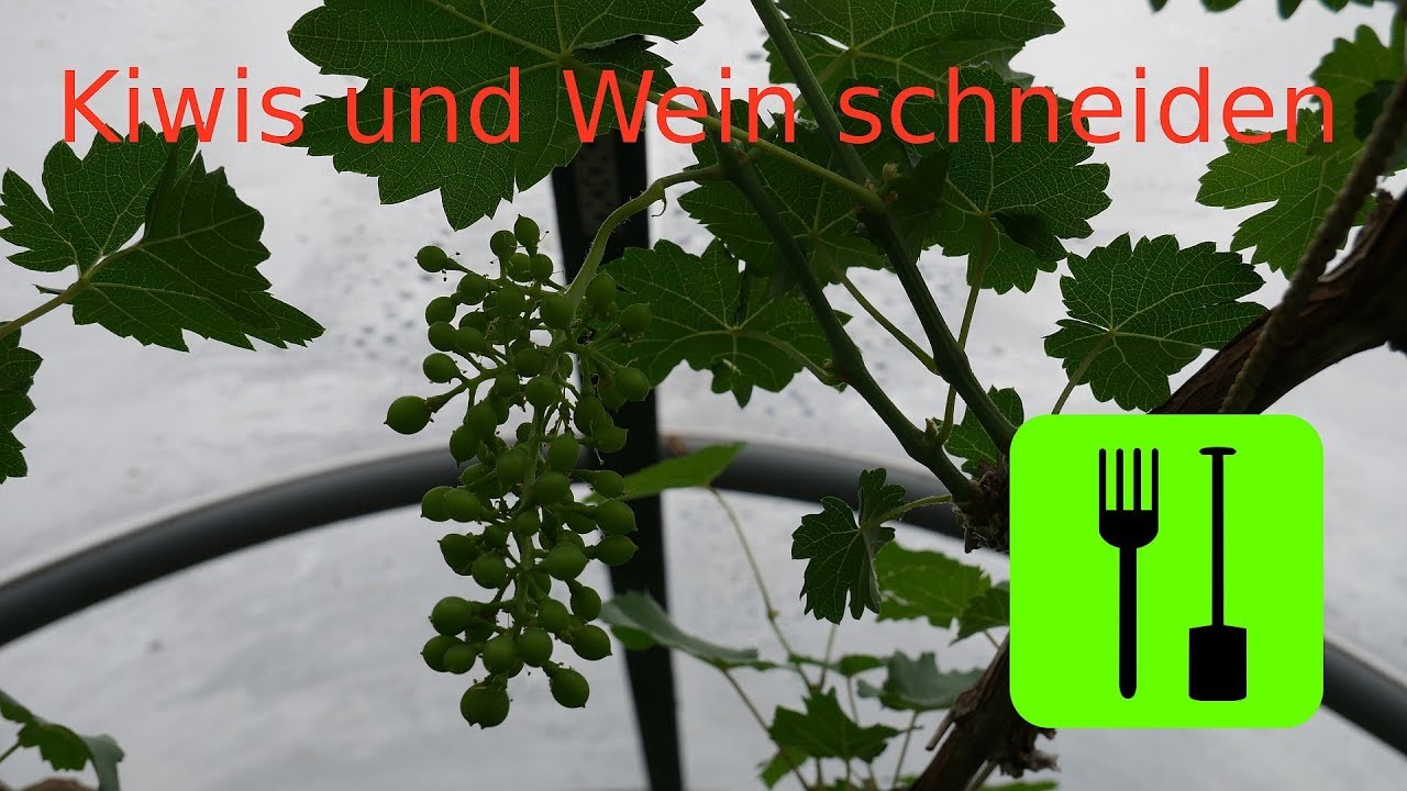 Sommerschnitt von Kiwis und Wein - Tipps und Tricks aus dem Feinschmeckergarten - Episode 002