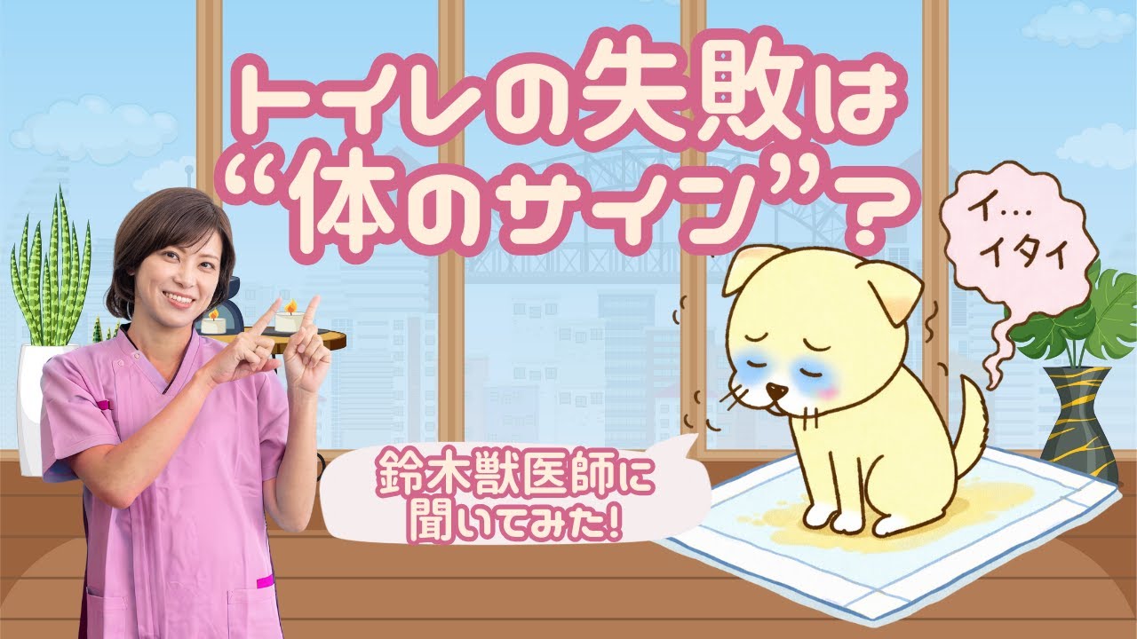 トイレの失敗は“体のサイン”？行動×東洋医学で原因を見極める【鈴木獣医師に聞いてみた！】