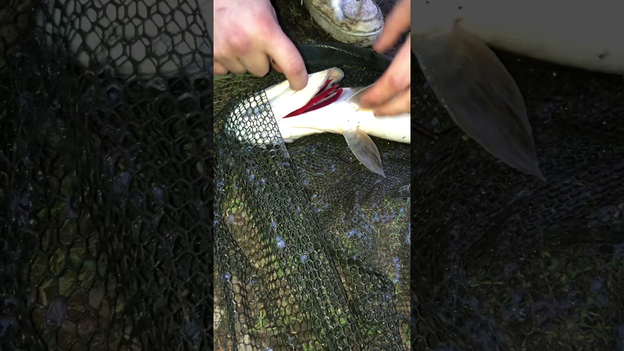 How to pick up a pike