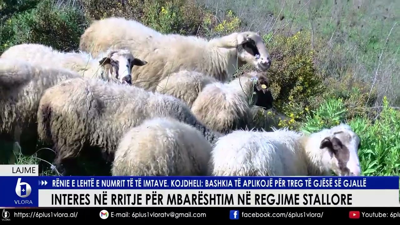 Interes në rritje për mbarështim në regjime stallore. Rënie e lehtë e numrit të të imtave