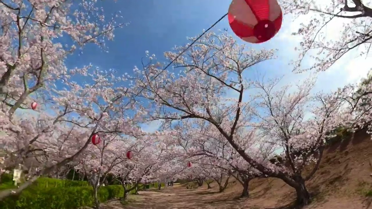 戦場ヶ原公園桜並木