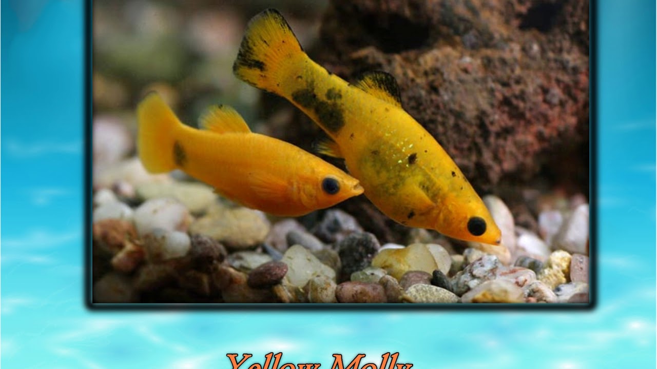 Molly - Akvarijum u malom