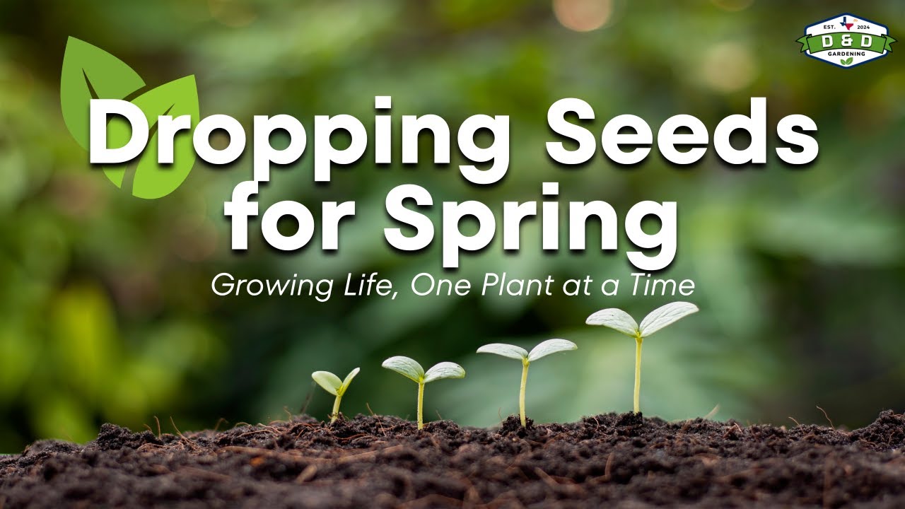1-29  Dropping Seeds for Spring