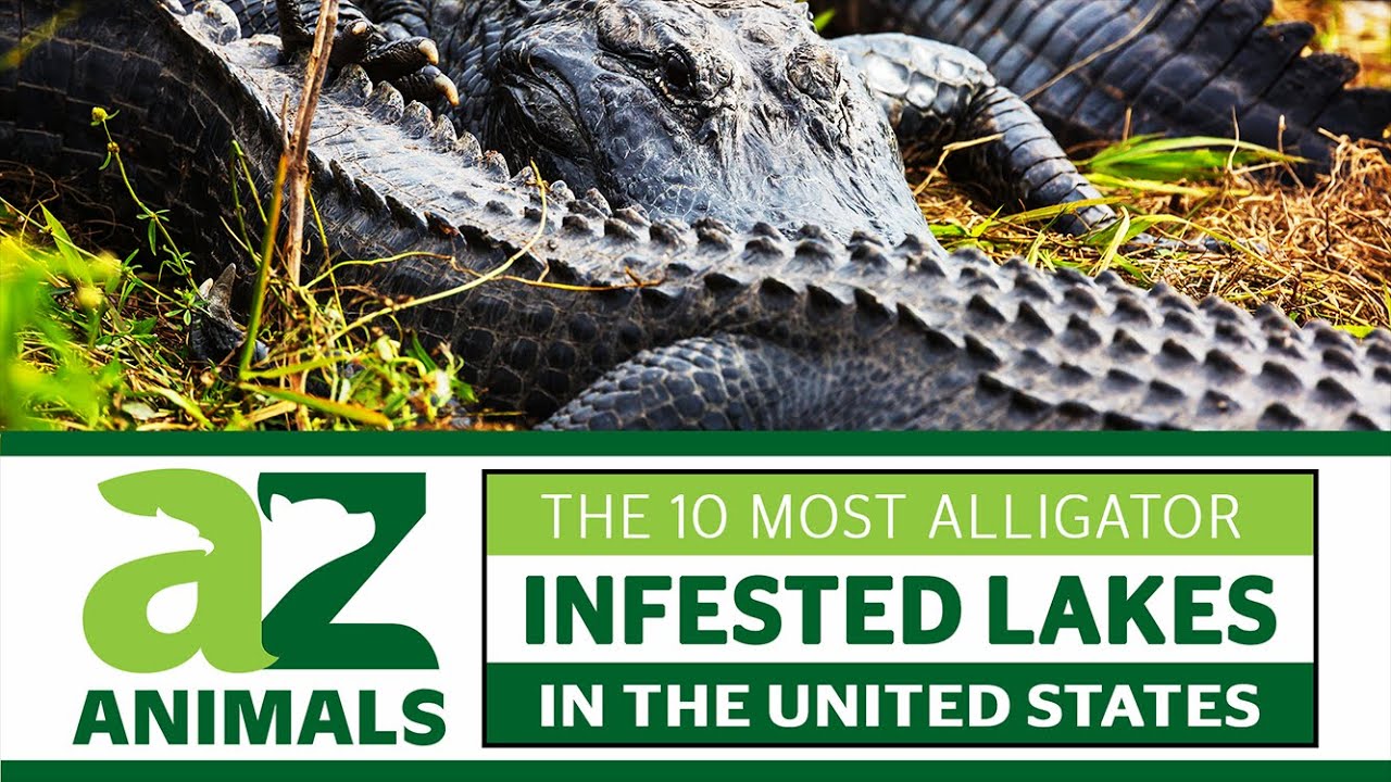 Discover The 10 Most Alligator Infested Lakes in the United States