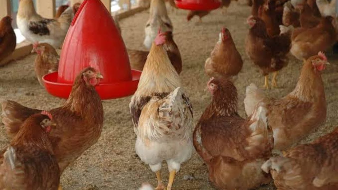 HOW TO DISINFECT YOUR POULTRY FARM WHILE YOU ARE STILL HAVING CHICKENS IN THE PEN