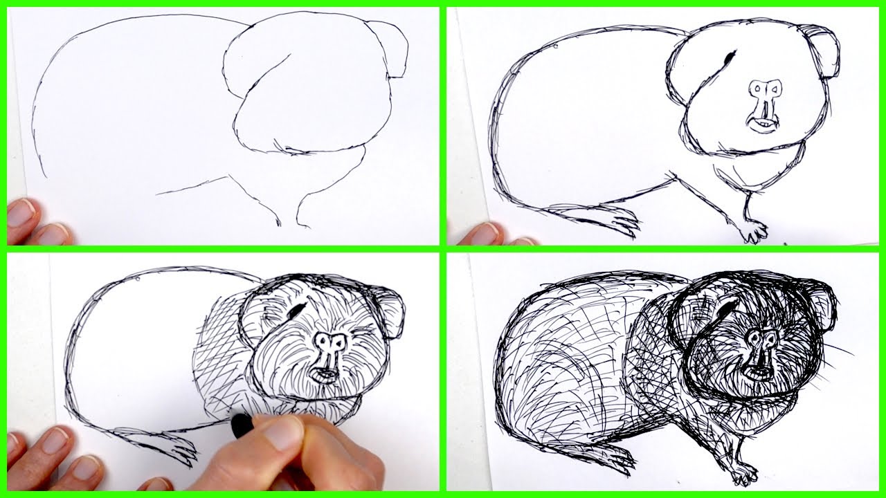 Speed drawing a guinea pig