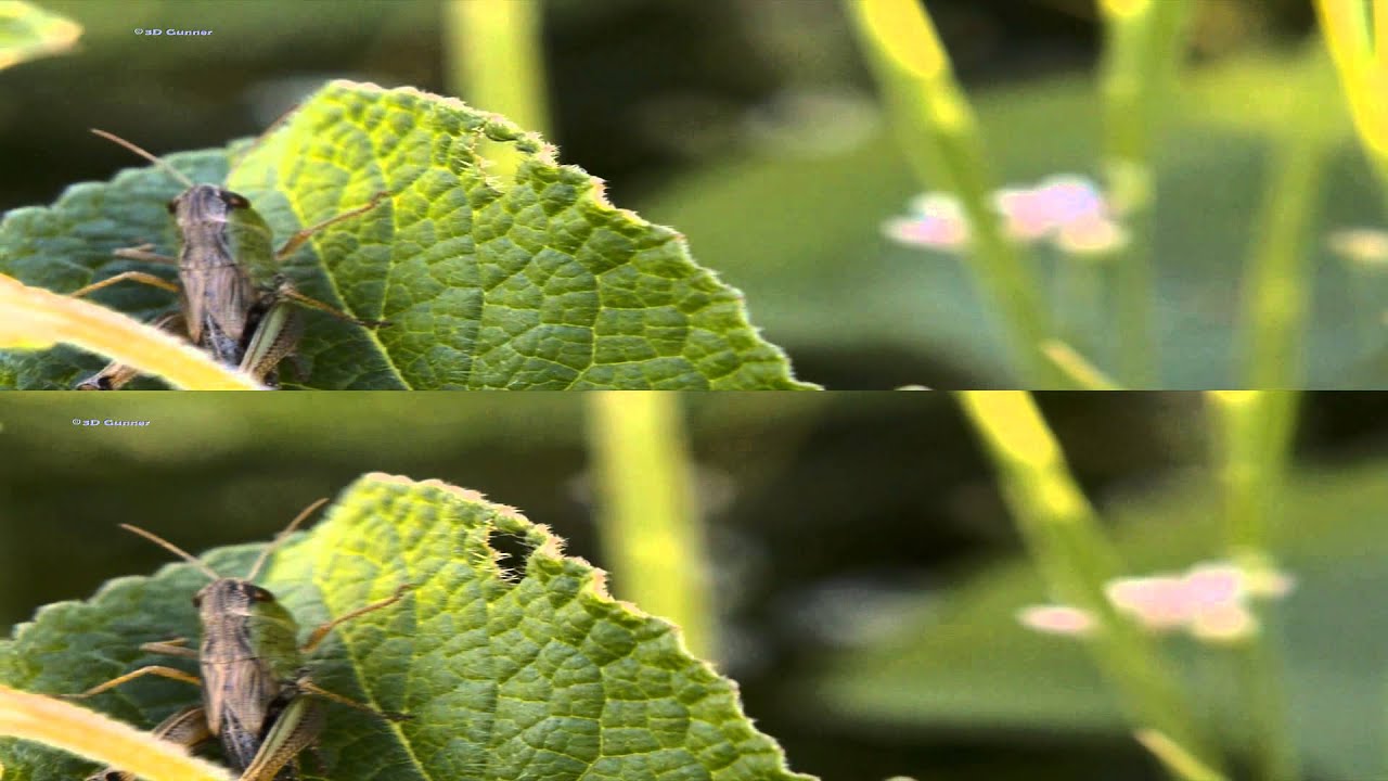 3D video Top-Bottom, 
