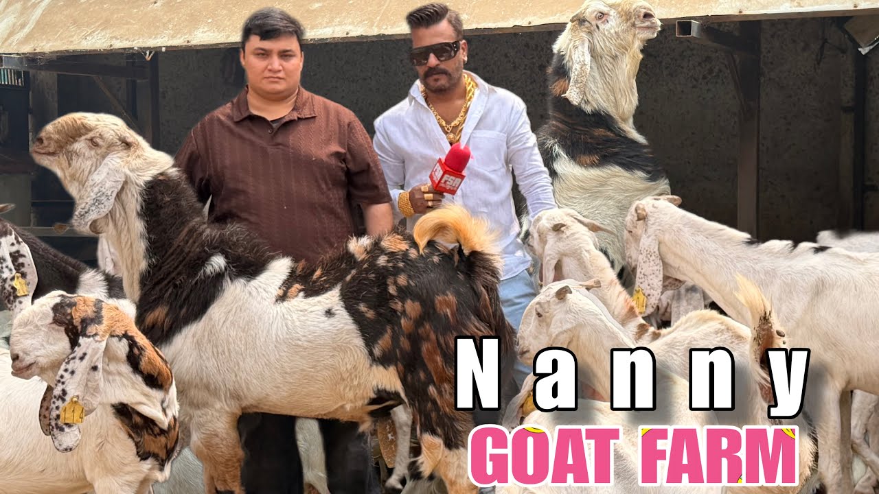 Nanny Goat Farm, Aurangabad - Part 1 with Mohammad Bhai | Gujri & Sojat Breeding Setup