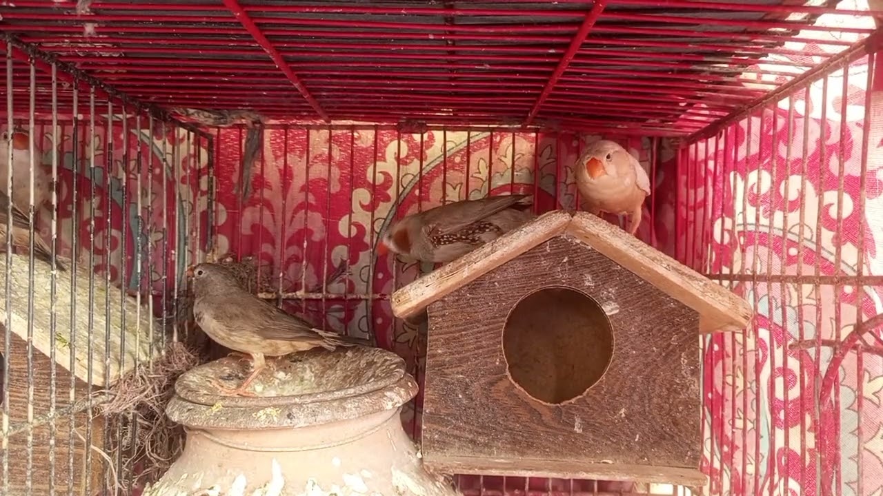Mixed mutation Finch breeder pair 