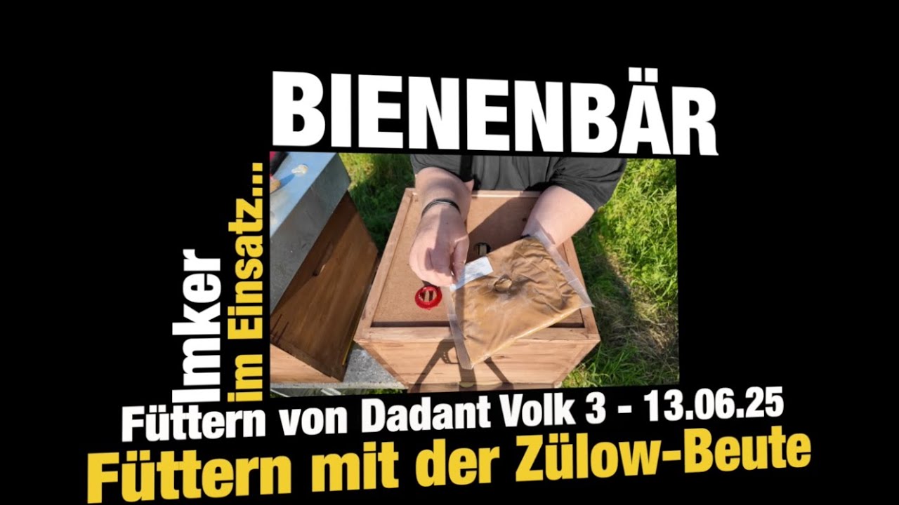 Füttern mit der Zülow-Beute - Dadant Volk 3 13.06.25 #dadant #bienenbär #bees