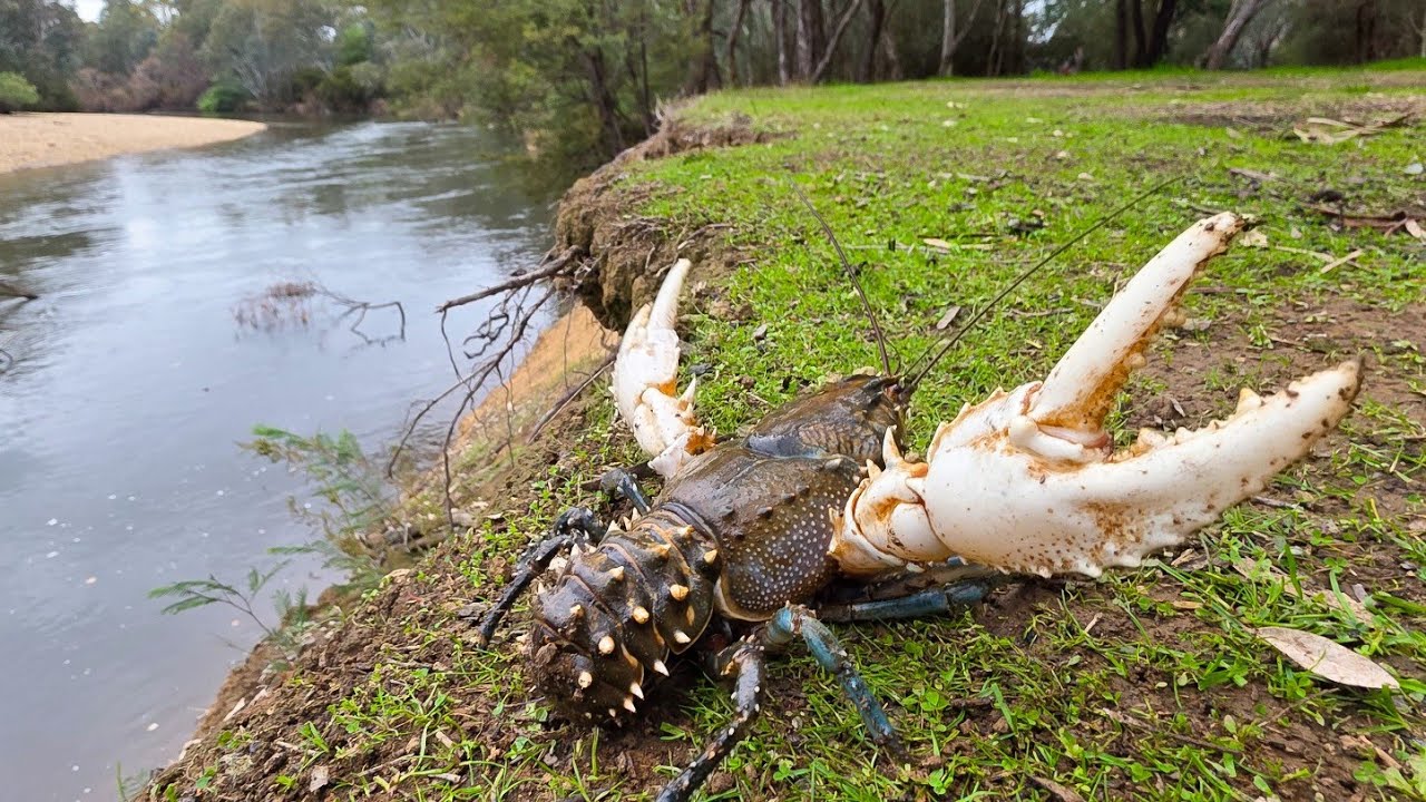 Crayfishing While Metal Detecting: Murray Crayfish