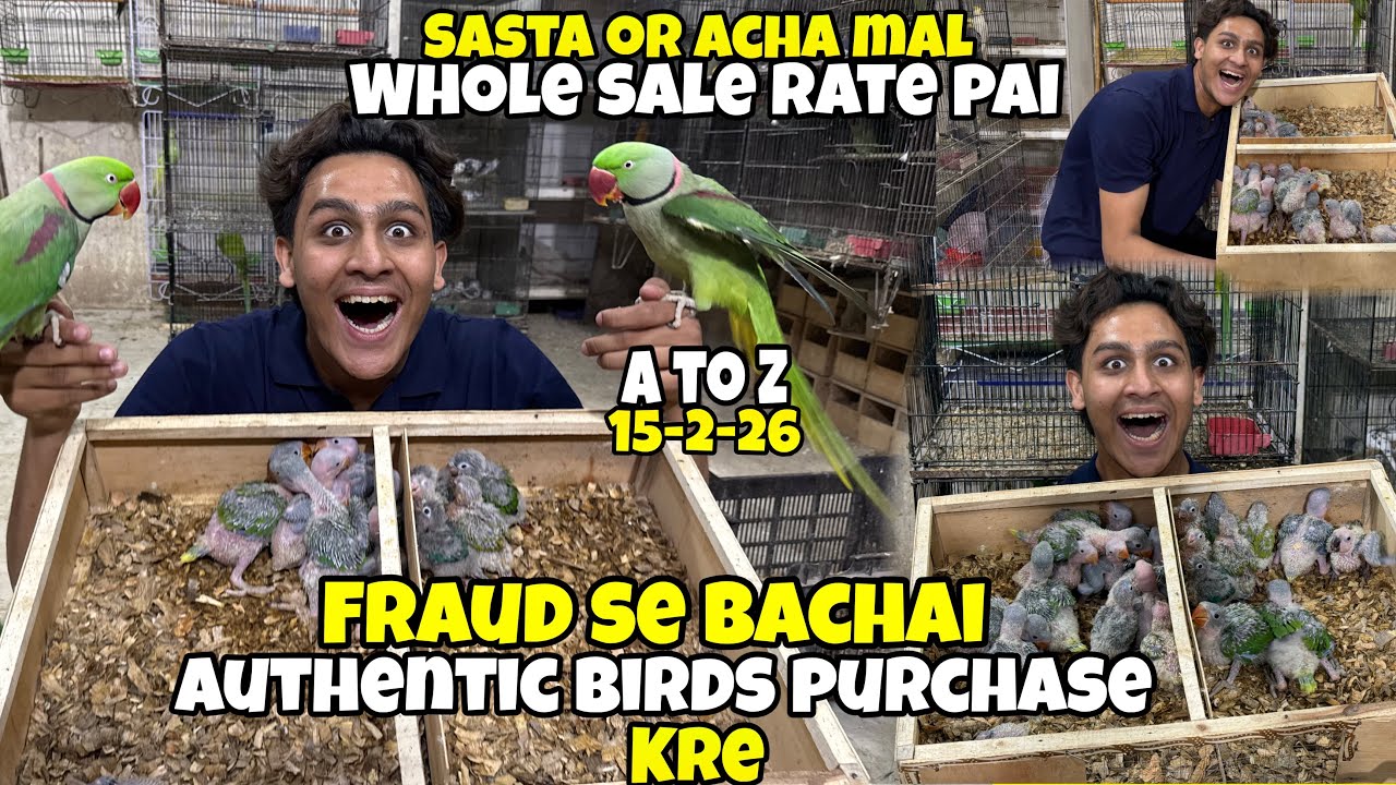 Sasta or Achai birds whole sale rate pai dastiyab hai|chicks|fraud se Bachai achi jaga se birds lai 