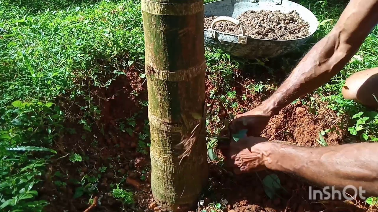 Kuttyadithengu   കുരുമുളക് കൃഷി