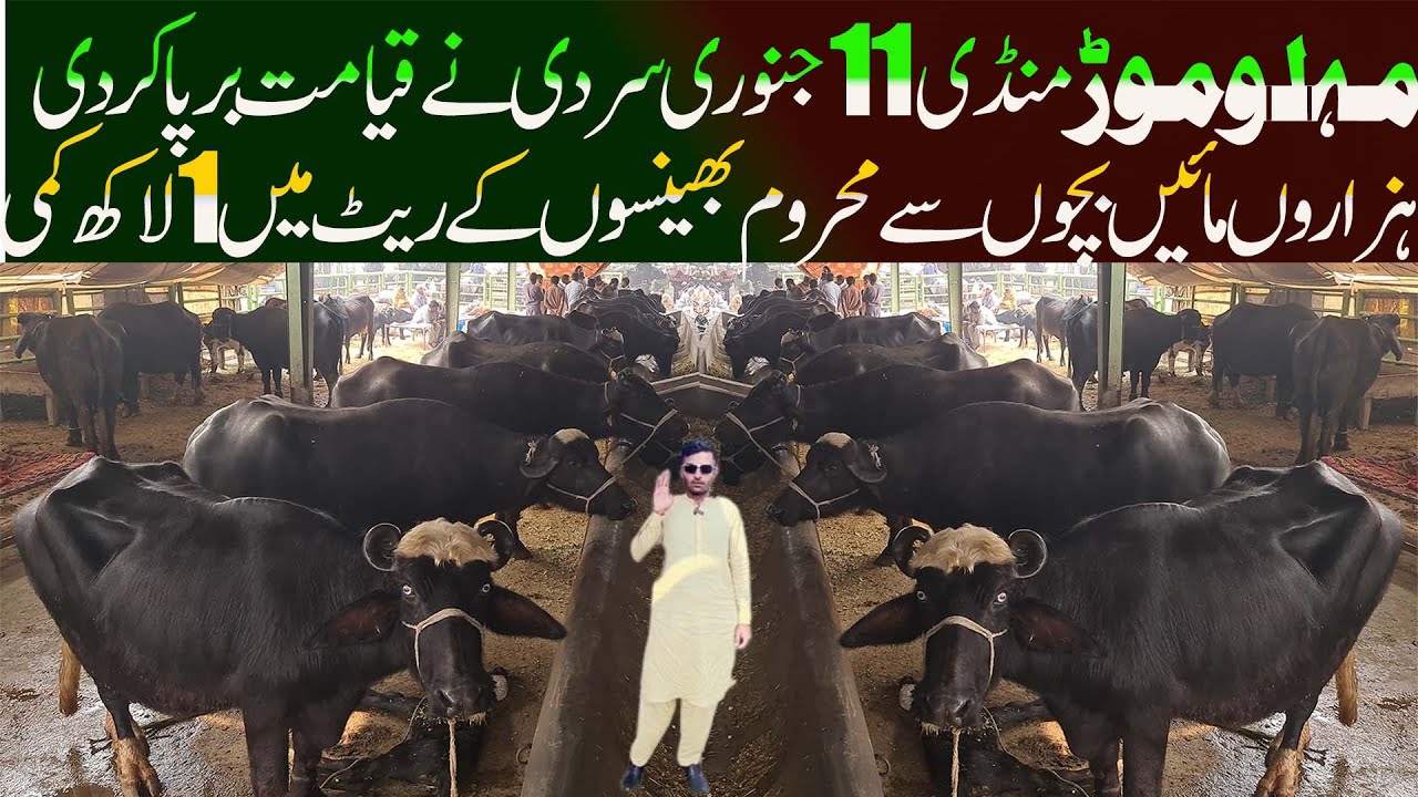 Buffalo Mandi 2025 Latest Update - Nili Ravi Buffalo - Biggest World Record Buffalo - Malumor Mandi
